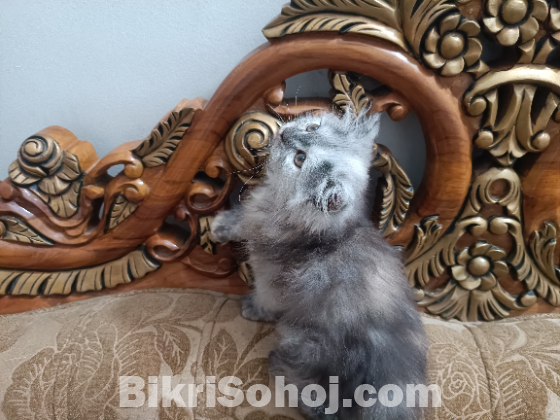 Persian cat